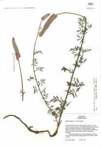 Dalea searlsiae image