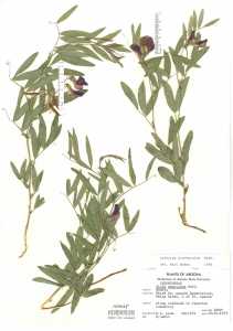 Lathyrus brachycalyx image