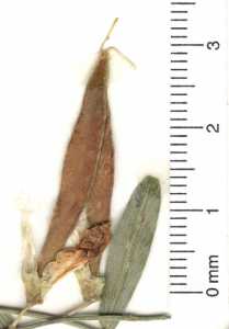 Lathyrus pauciflorus image