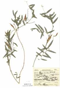 Lathyrus pauciflorus image