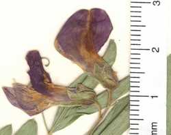 Lathyrus brachycalyx image