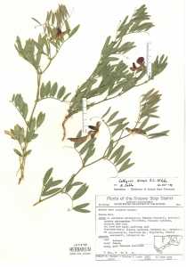 Lathyrus brachycalyx subsp. zionis image