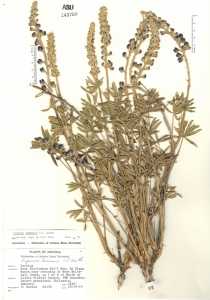 Image of Lupinus lemmonii