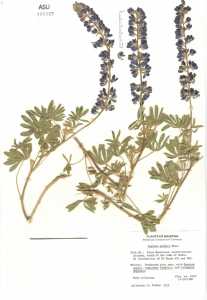 Lupinus palmeri image