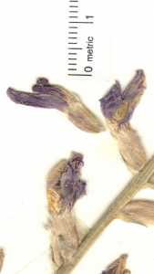 Oxytropis lambertii var. bigelovii image