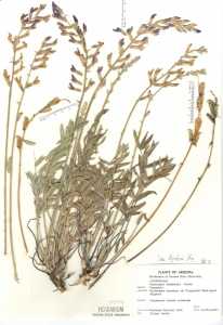 Oxytropis lambertii var. bigelovii image