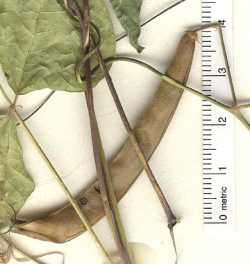 Phaseolus acutifolius image