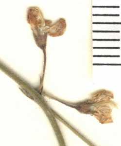 Rhynchosia senna var. texana image