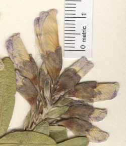 Image of Dermatophyllum arizonicum