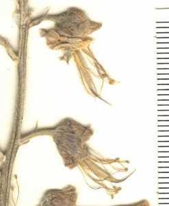 Sophora stenophylla image