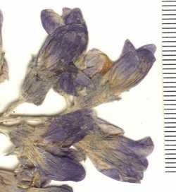 Sophora stenophylla image