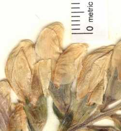 Thermopsis divaricarpa image