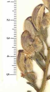 Thermopsis divaricarpa image