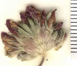 Image of Trifolium andinum