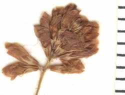 Trifolium dubium image