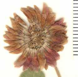 Trifolium hybridum image