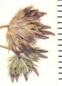 Trifolium variegatum image