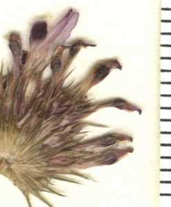 Trifolium wormskioldii image