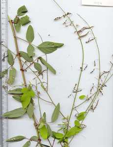 Image of Desmodium adscendens