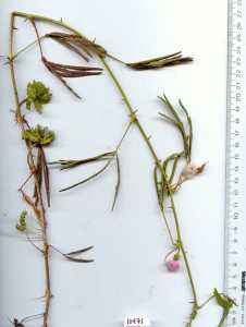 Mimosa pudica image