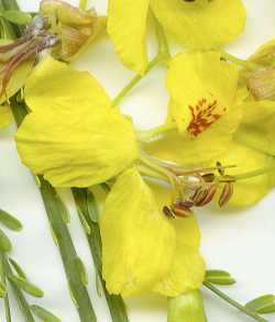 Parkinsonia aculeata image