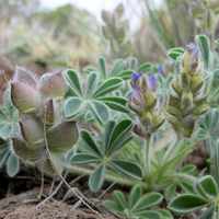 Image of Lupinus brevicaluis