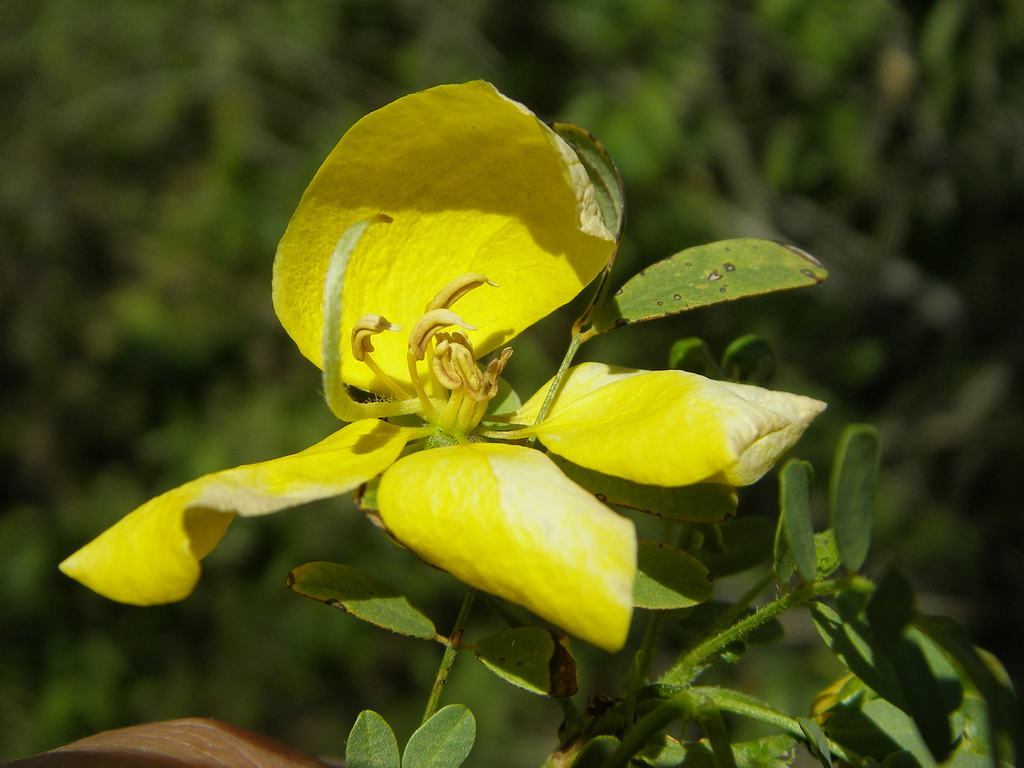 Senna pallida var. shreveana image