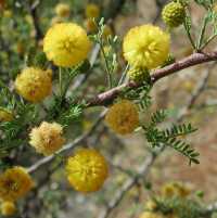 Image of Vachellia constricta