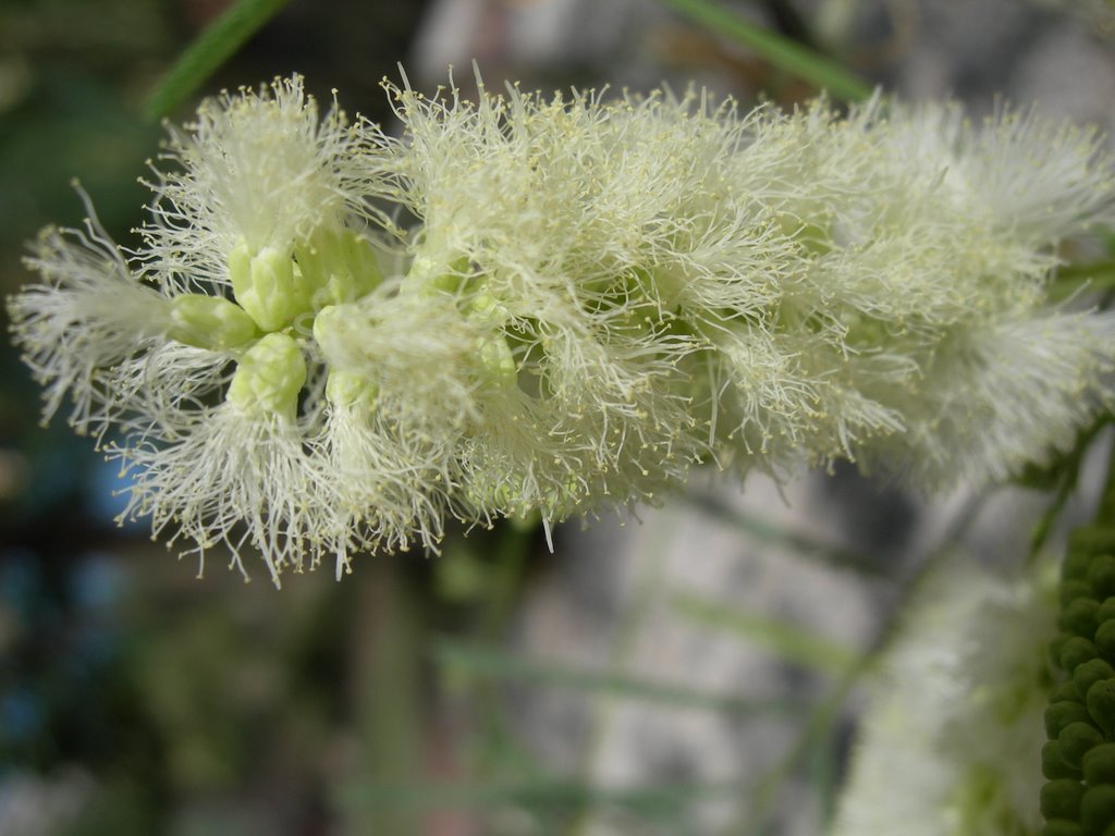 Acacia millefolia image