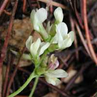 Astragalus humistratus image