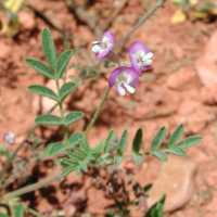 Image of Astragalus nuttallianus