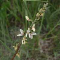 Image of Astragalus rusbyi