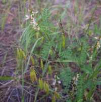 Astragalus rusbyi image