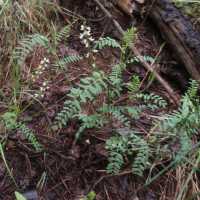 Astragalus rusbyi image