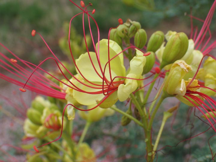Caesalpinia image