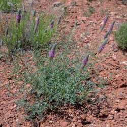 Dalea searlsiae image