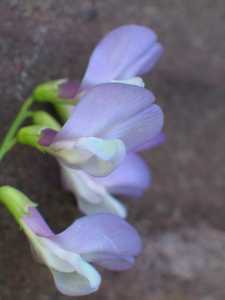 Vicia americana image