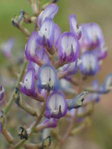 Astragalus arizonicus image