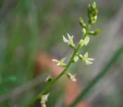 Image of Astragalus tenellus