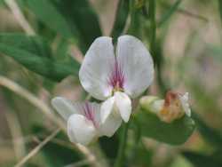 Lathyrus lanszwertii var. leucanthus image