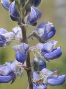 Lupinus argenteus image