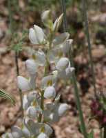 Lupinus sparsiflorus image