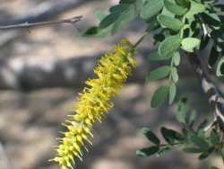 Prosopis pubescens image