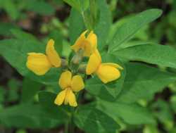 Thermopsis montana image