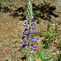 Image of Lupinus hillii