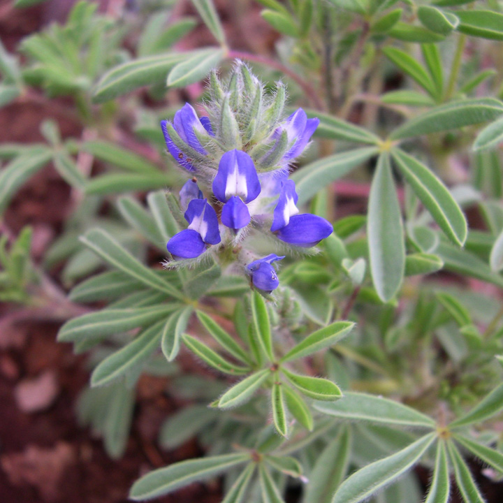 Lupinus kingii image