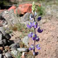 Lupinus sparsiflorus image