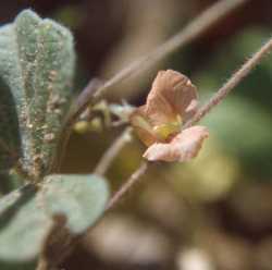 Macroptilium gibbosifolium image