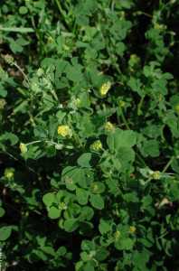 Medicago lupulina image