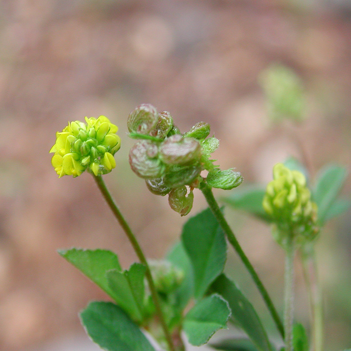 Medicago lupulina image